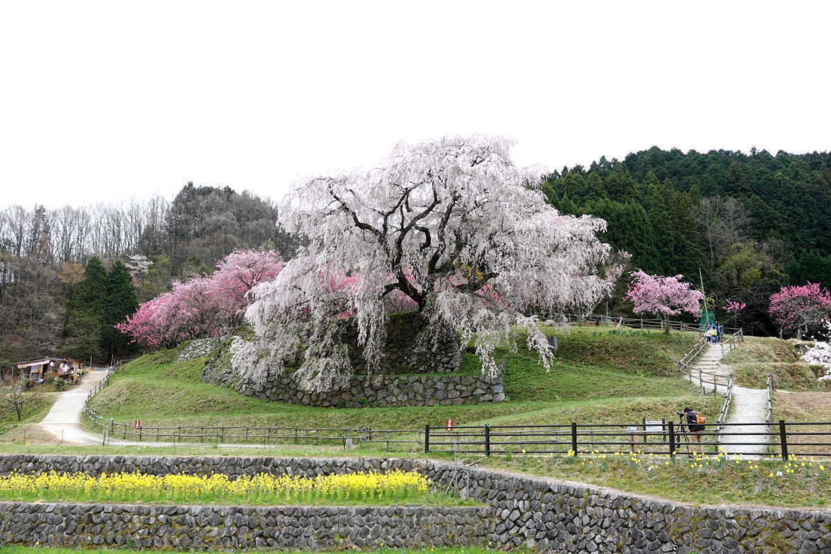 又兵衛桜 佛隆寺千年桜 小野小町のひとりごと