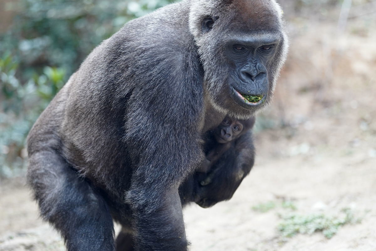 ゴリラの赤ちゃん 京都市動物園 小野小町のひとりごと