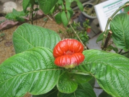 cap000988.jpg